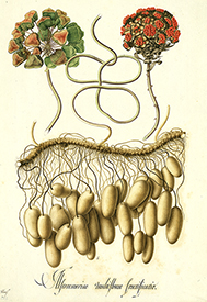 Alstroemeriae Alstroemeriae