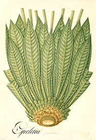 Espeletia Espeletia