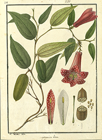 Lapageria rosea Lapageria rosea