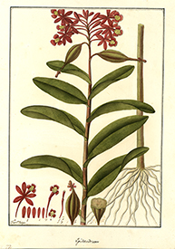 Epidendrum Epidendrum