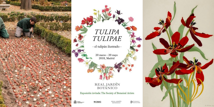 tulipa tulipae el tulipan ilustrado exposicion