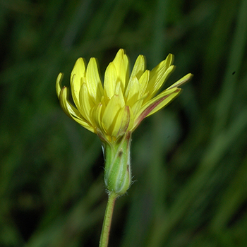 Avellara