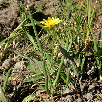 Avellara