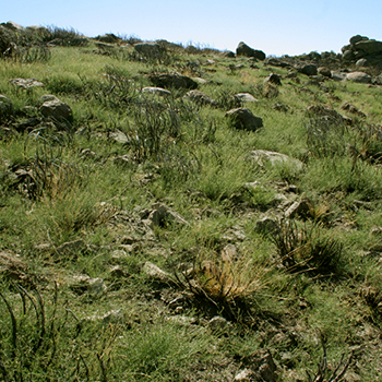 Avellara
