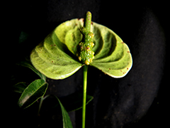 Obra de la exposición La risa de las flores