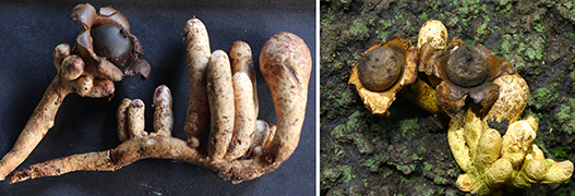 Geastrum squameoramulosum